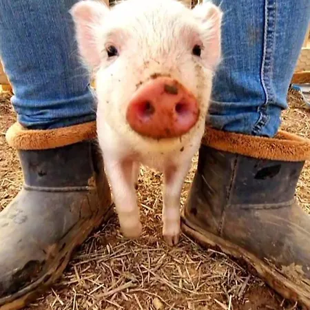 Sejour A La Ferme *